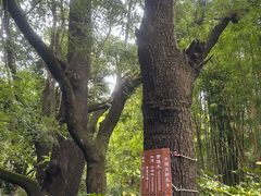 -蝴蝶泉公园