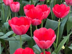 -洛阳郁金香牡丹园