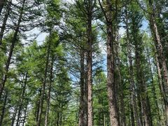 -塞罕坝国家级自然保护区