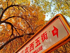 -三里屯东五街银杏大道