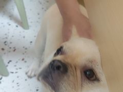 -瑞派康怡24h宠物医院·犬猫医疗中心·微创绝育(瑞景分院)