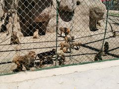 -新疆天山野生动物园