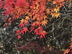 -中国茶叶博物馆(双峰馆区)