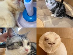 -CAT’S MEWSTAR CAFE·喵星球猫屋(晴湾咖啡店)
