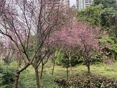 -重庆彩云湖湿地公园