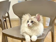 -有喵·猫咖·狗咖·40+猫狗有小奶狗(岗厦店)