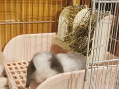 -猫猫幼稚园·撸猫·桌游·电玩