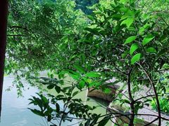 -深圳仙湖植物园