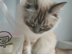 -喵的天空名猫咖啡馆·撸猫·猫舍·用品