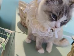 -怪兽屋·羊驼·猫咖·狗咖(俊华广场店)