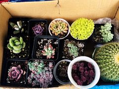 -龙大花卉苗木市场