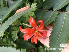 -大觉寺-停车场