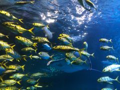 -太平洋海底世界