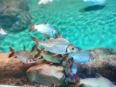 -上海海洋水族馆