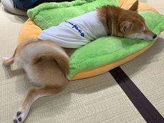 -逗柴咖啡屋·狗咖猫咖宠物桌游