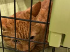 -艾吉宠物医院·疑难杂症转诊中心·猫友好(碧江路院)
