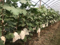 -马陆小张葡萄园农家乐