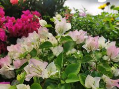 -双季花艺园艺市场(浦东店)