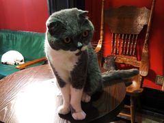-猫色咖啡·猫咖