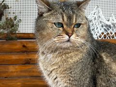 -喵屿·大理花园猫咖