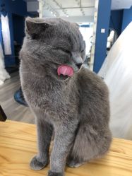 -莫小姐婚纱