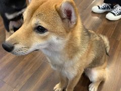 -柯斗斗主题餐厅·狗咖·围炉煮茶·茶饮(国瑞升平里店)