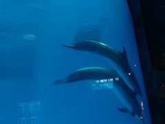 -海合安成都极地海洋公园