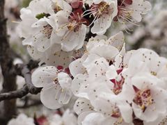 -桃花堤公园
