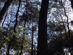 -铁山坪森林公园