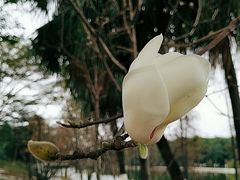 -东莞植物园