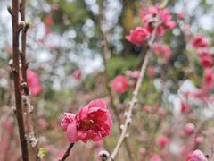 -桃花涧