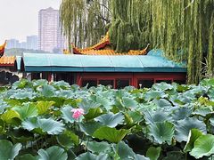 -济南大明湖景区
