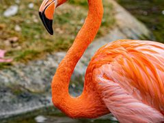 -灵玲国际马戏城