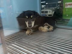 -FAELING PETS美天灵宠物(合生汇店)