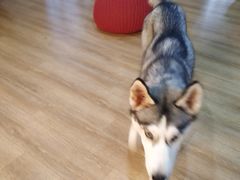 -Husky Go! 哈士奇体验馆·宠物咖啡厅狗咖