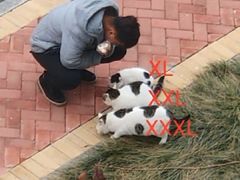 -东北特色水饺(郭家桥店)