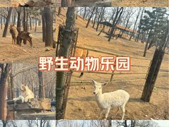 -秦皇岛野生动物园