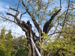 -上海佘山国家森林公园天马山园