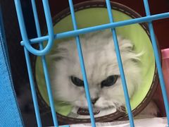 -菲丽丝宠物医院·24小时·猫科中心·免疫点(淮海分院)