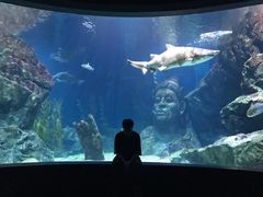 -暹罗海洋世界