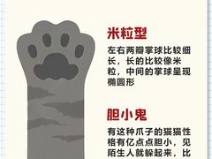 -翊宠yipet猫狗购宠庄园犬舍•猫舍