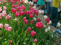 -洛阳郁金香牡丹园