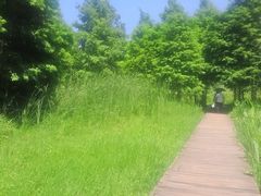 -溱湖国家湿地公园