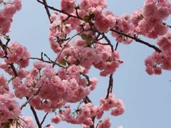 -天适樱花悠乐园