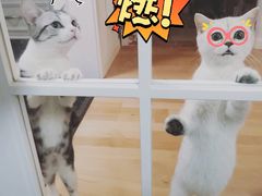 -猫大福·Fortune Cat猫舍(百子湾店)