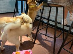 -柴犬高等学院·狗咖·柴犬售卖·宠物训练