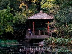 -上海共青森林公园