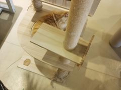 -藏猫猫咖啡主题馆(中央大道店)
