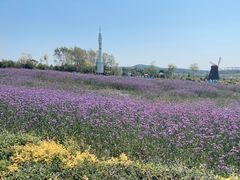 -北纬44度·金珠花海休闲农业旅游景区