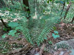 -素山寺森林公园